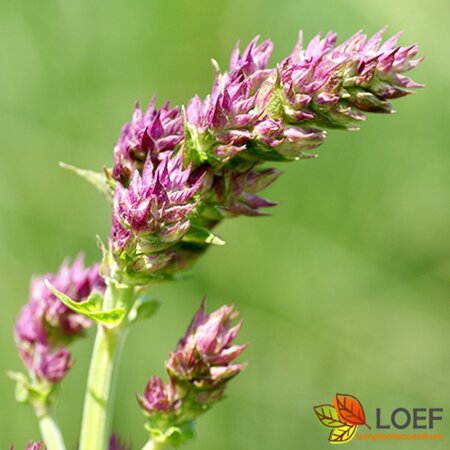 Salvia nemorosa 'Schwellenburg' P9 - afbeelding 2