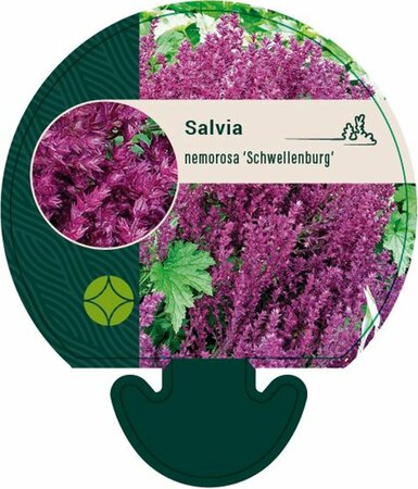 Salvia nemorosa 'Schwellenburg' P9 - afbeelding 3