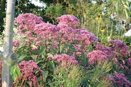 Eupatorium maculatum 'Riesenschirm' P9 PlanetProof - afbeelding 2