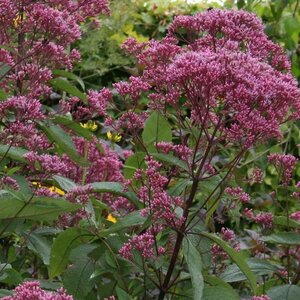 Eupatorium maculatum 'Riesenschirm' P9 PlanetProof - afbeelding 3