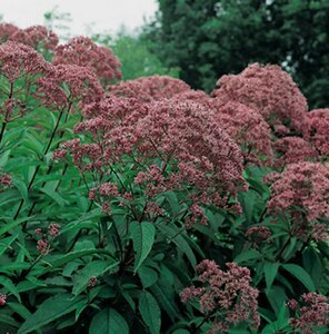 Eupatorium maculatum 'Riesenschirm' P9 PlanetProof - afbeelding 4