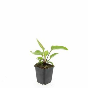 Echinacea purpurea 'Magnus' P9 PlanetProof