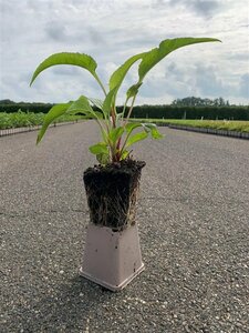 Echinacea purpurea 'Magnus' P9 PlanetProof - afbeelding 5