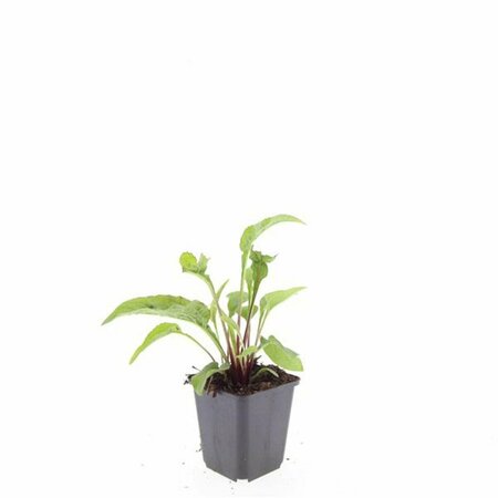 Echinacea purpurea 'Magnus' P9 PlanetProof - afbeelding 10
