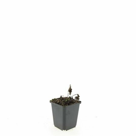 Echinacea purpurea 'Magnus' P9 PlanetProof - afbeelding 9