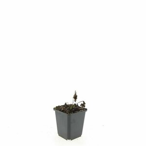 Echinacea purpurea 'Magnus' P9 PlanetProof - afbeelding 9