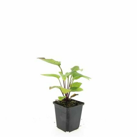 Echinacea purpurea 'Magnus' P9 PlanetProof - afbeelding 8
