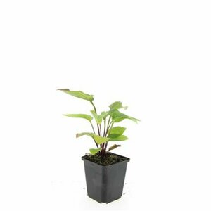 Echinacea purpurea 'Magnus' P9 PlanetProof - afbeelding 8