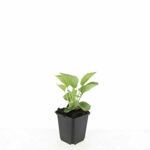 Echinacea purpurea 'Magnus' P9 PlanetProof - afbeelding 7