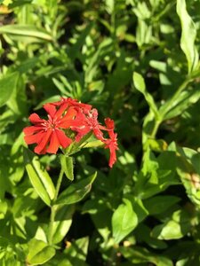 Lychnis chalcedonica P9 PlanetProof - afbeelding 5