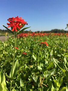 Lychnis chalcedonica P9 PlanetProof - afbeelding 6