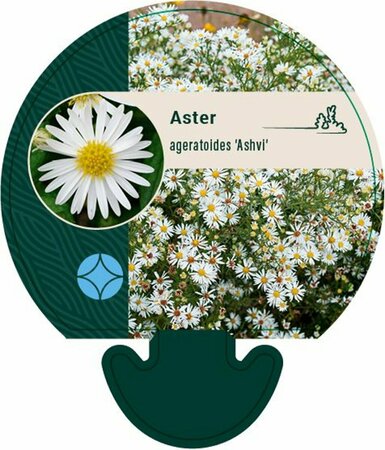 Aster ageratoides 'Ashvi' P9 BIO - afbeelding 1