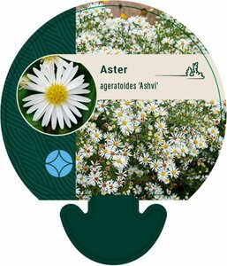 Aster ageratoides 'Ashvi' P9 BIO