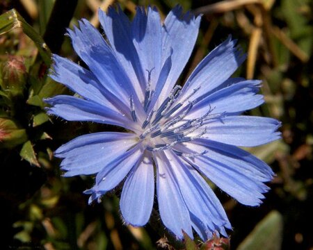 Cichorium intybus P13 BIO