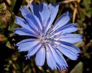Cichorium intybus P13 BIO