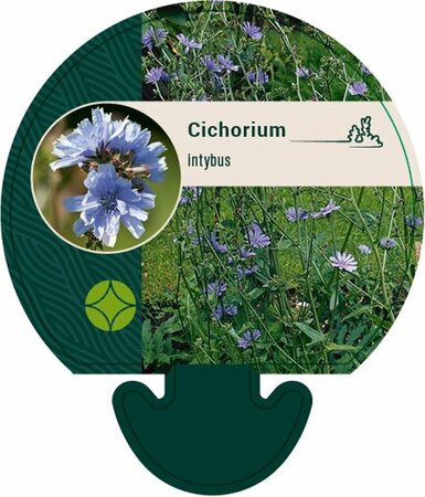 Cichorium intybus P13 BIO - afbeelding 2