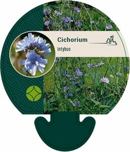 Cichorium intybus P13 BIO - afbeelding 2