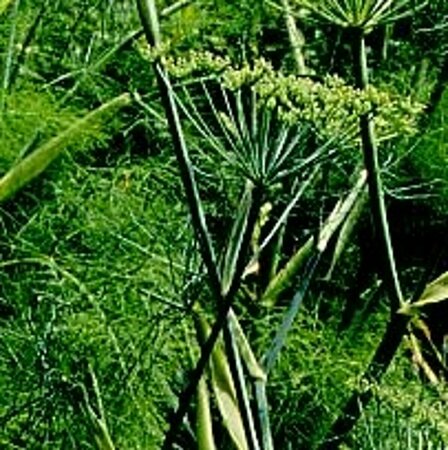 Foeniculum vulgare P13 BIO - afbeelding 3