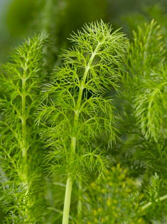 Foeniculum vulgare P13 BIO - afbeelding 4