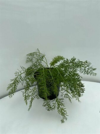 Foeniculum vulgare P13 BIO - afbeelding 1