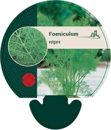 Foeniculum vulgare P13 BIO - afbeelding 2