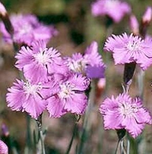 Dianthus gratianopolitanus P9 - afbeelding 2