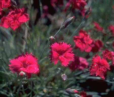 Dianthus gratianopolitanus P9 - afbeelding 1