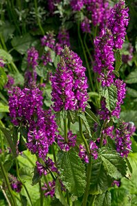 Betonica officinalis (oude Stachys) P9