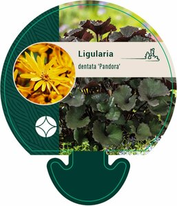 Ligularia dentata 'Pandora' P9