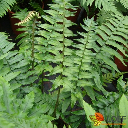 Dryopteris atrata P11 - afbeelding 1