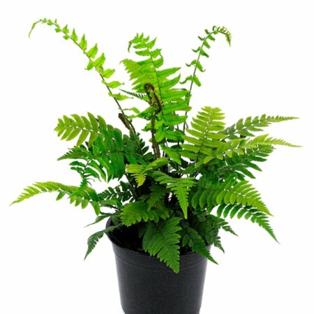 Dryopteris atrata P11 - afbeelding 2