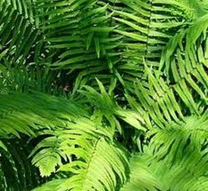 Dryopteris atrata P11 - afbeelding 4