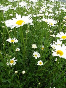 Leucanthemum vulgare 'Maikönigin' P9 PlanetProof - afbeelding 2