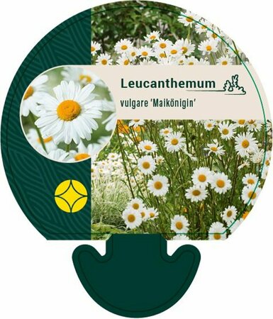 Leucanthemum vulgare 'Maikönigin' P9 PlanetProof - afbeelding 6