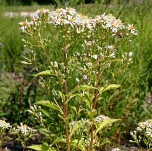 Aster macrophyllus 'Albus' P9
