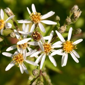 Aster macrophyllus 'Albus' P9 - afbeelding 2