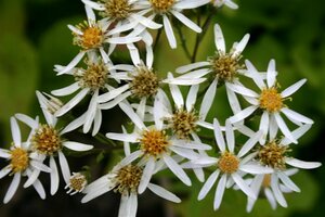 Aster macrophyllus 'Albus' P9 - afbeelding 3