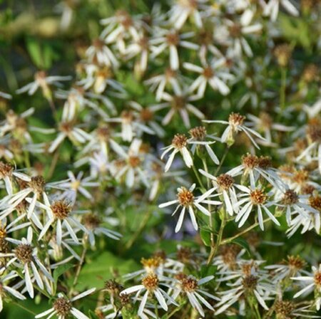 Aster macrophyllus 'Albus' P9 - afbeelding 4