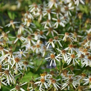 Aster macrophyllus 'Albus' P9 - afbeelding 4