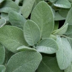Salvia officinalis 'Berggarten' P9 PlanetProof - afbeelding 2