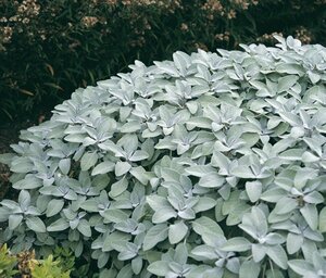 Salvia officinalis 'Berggarten' P9 PlanetProof - afbeelding 3