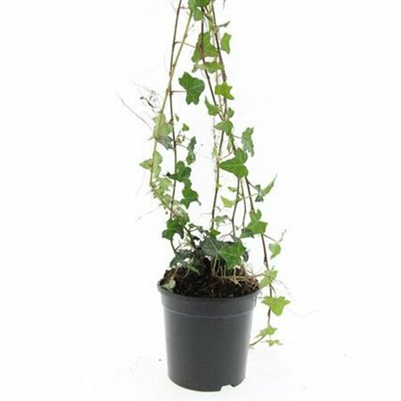 Hedera helix P9 - afbeelding 5