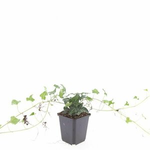 Hedera helix P9 - afbeelding 9
