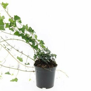 Hedera helix P9 - afbeelding 4