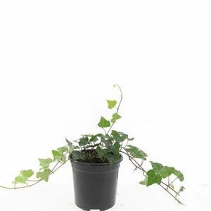 Hedera helix P9 - afbeelding 3