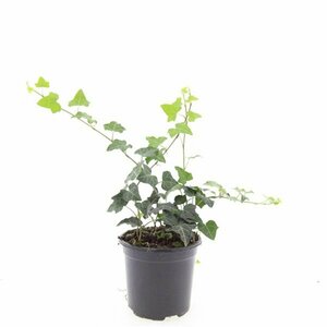 Hedera helix P9 - afbeelding 2