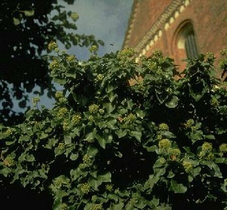 Hedera helix P9 - afbeelding 11