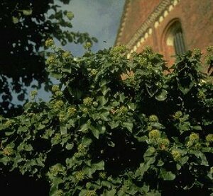 Hedera helix P9 - afbeelding 11