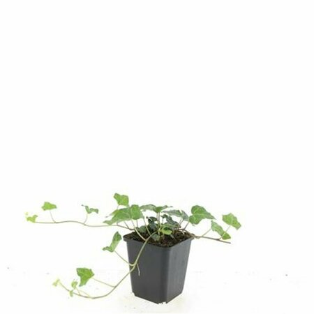 Hedera helix P9 - afbeelding 8