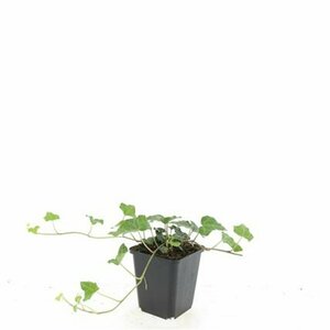 Hedera helix P9 - afbeelding 8